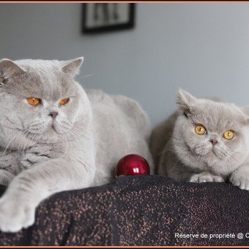 chat British Shorthair lilac Thaïs Chatterie CARBIN chat British Shorthair lilac Thaïs Chatterie CARBIN