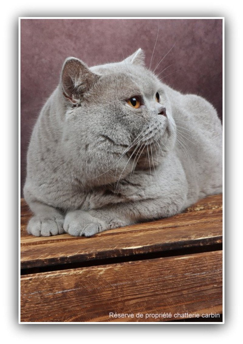 Thaïs CARBIN Mâle British Shorthair Thaïs CARBIN Mâle British Shorthair