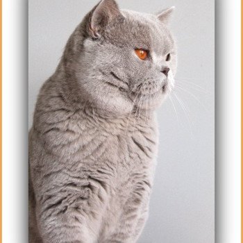chat British Shorthair THAÏS Chatterie CARBIN chat British Shorthair THAÏS Chatterie CARBIN