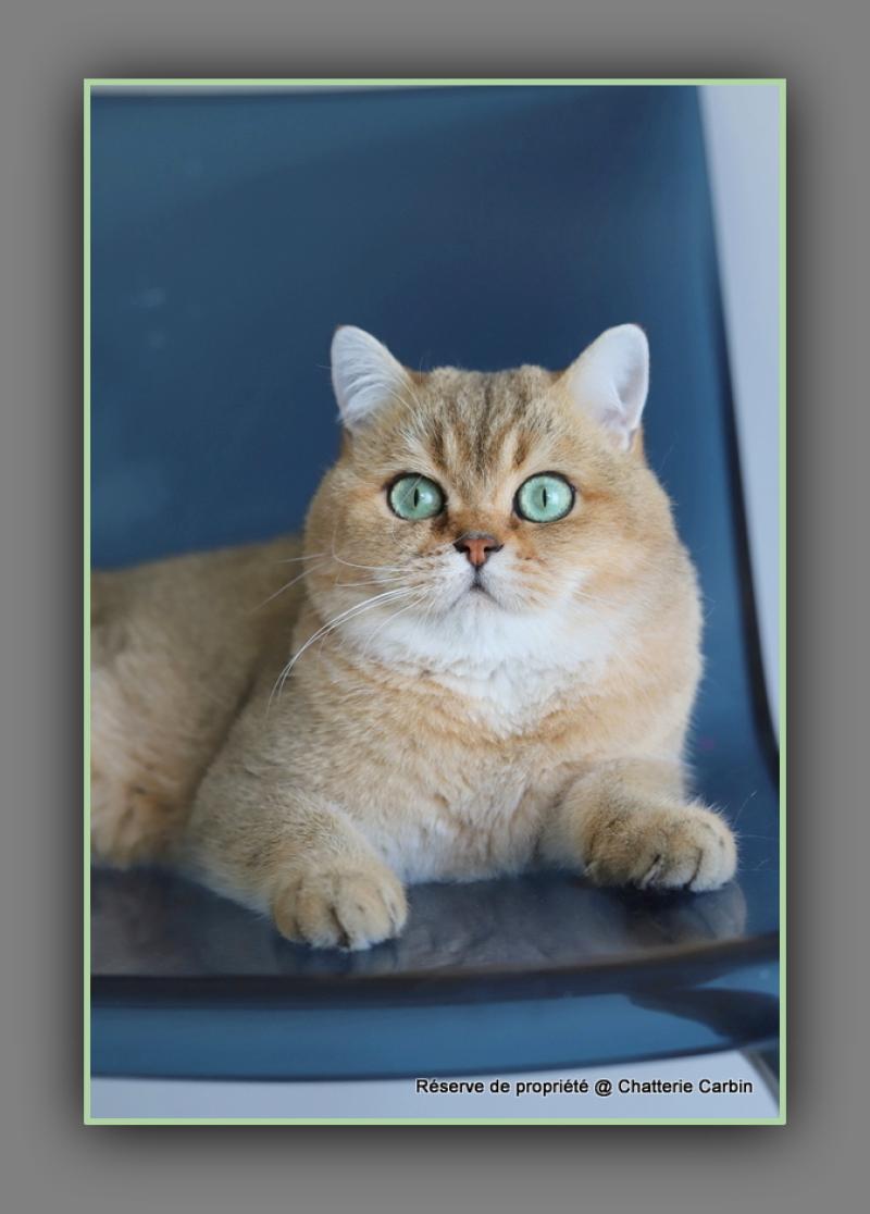 Tsar d'ombre et de lumière CARBIN Mâle British Shorthair