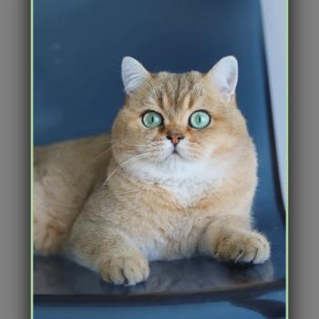 chat British Shorthair black golden ticked tabby Tsar d'ombre et de lumière Chatterie Carbin