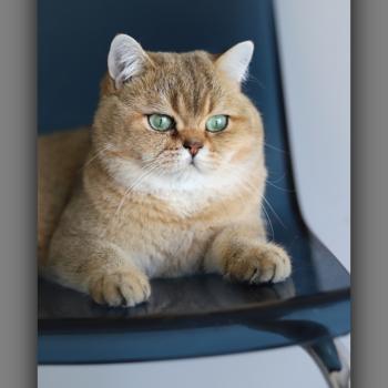 chat British Shorthair black golden ticked tabby Tsar d'ombre et de lumière Chatterie Carbin