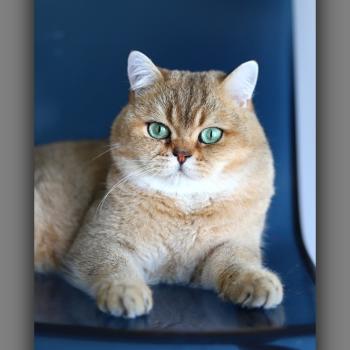 chat British Shorthair black golden ticked tabby Tsar d'ombre et de lumière Chatterie Carbin