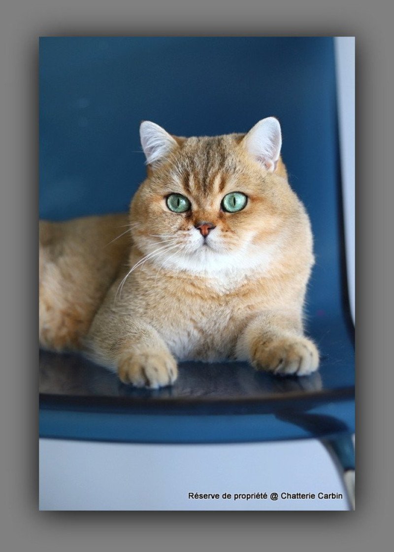 Tsar D'OMBRE ET DE LUMIÈRE Mâle British Shorthair