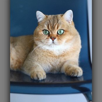 chat British Shorthair black golden ticked tabby Tsar Chatterie Carbin