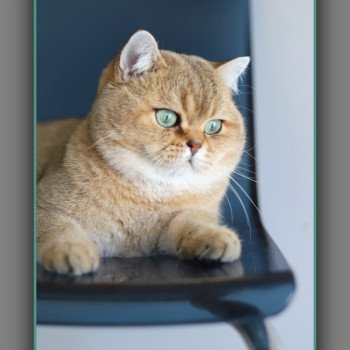 chat British Shorthair black golden ticked tabby Tsar Chatterie Carbin