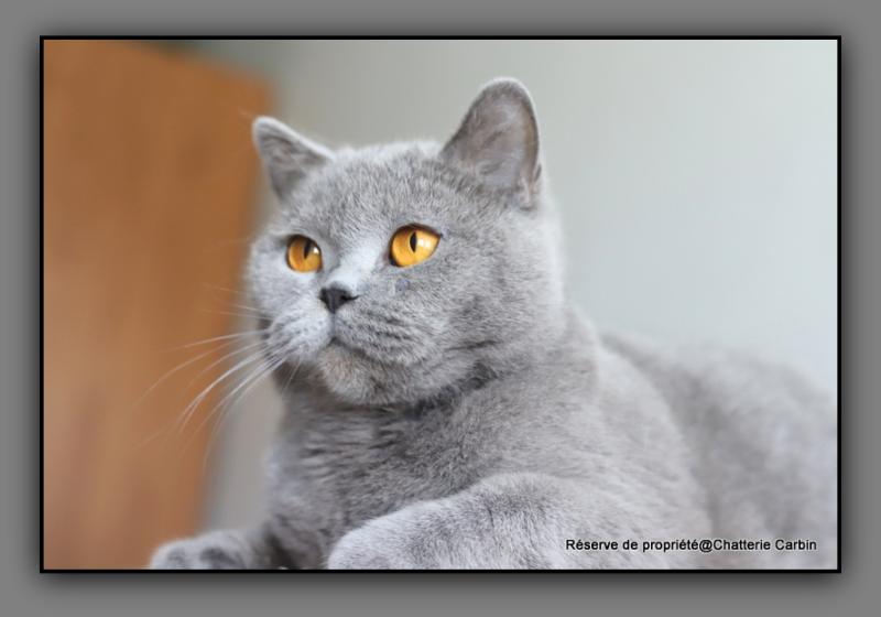 Udence CARBIN Femelle British Shorthair