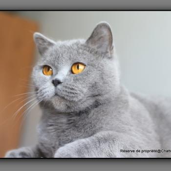 chat British Shorthair blue Udence Chatterie Carbin