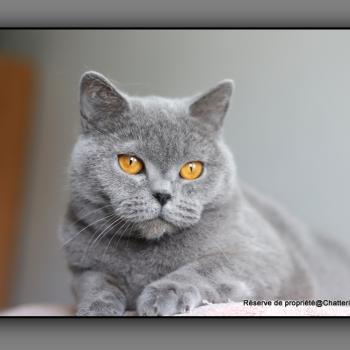 chat British Shorthair blue Udence Chatterie Carbin