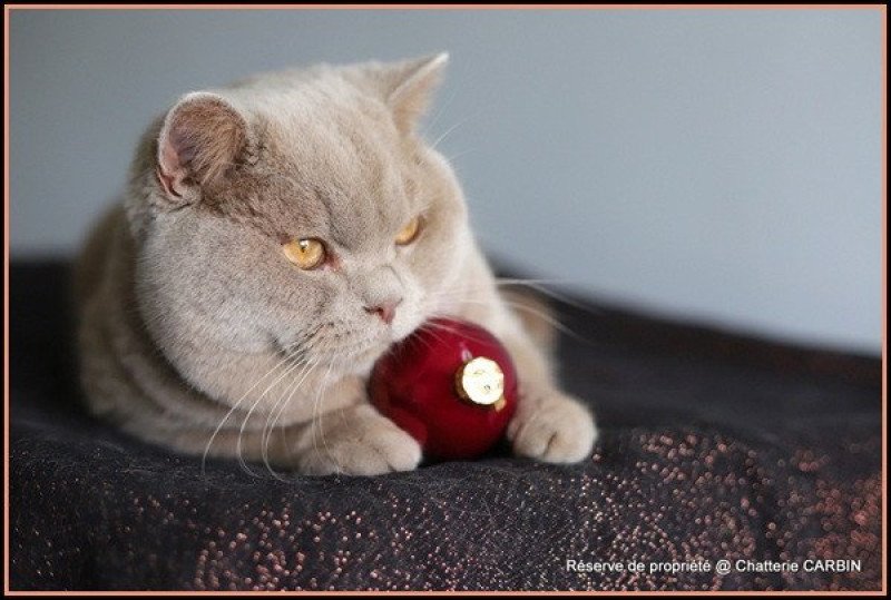 Uito CARBIN Mâle British Shorthair Uito CARBIN Mâle British Shorthair