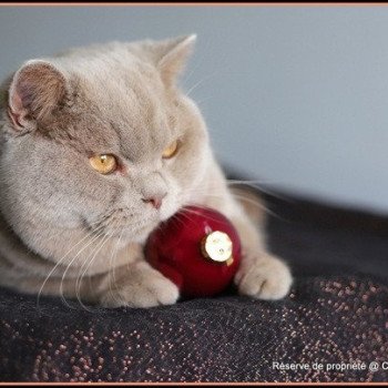 Uito CARBIN Mâle British Shorthair