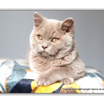 chat British Shorthair fawn Uito Chatterie CARBIN chat British Shorthair fawn Uito Chatterie CARBIN