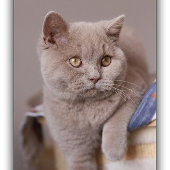 chat British Shorthair fawn Uito Chatterie CARBIN chat British Shorthair fawn Uito Chatterie CARBIN
