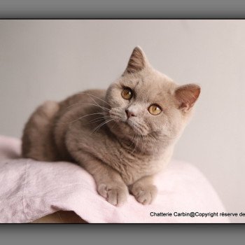 chat British Shorthair fawn Uito Chatterie CARBIN chat British Shorthair fawn Uito Chatterie CARBIN