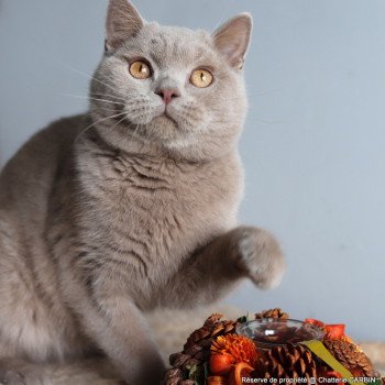 chat British Shorthair fawn Uito Chatterie CARBIN chat British Shorthair fawn Uito Chatterie CARBIN