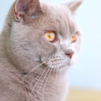 chat British Shorthair fawn Uito Chatterie CARBIN chat British Shorthair fawn Uito Chatterie CARBIN