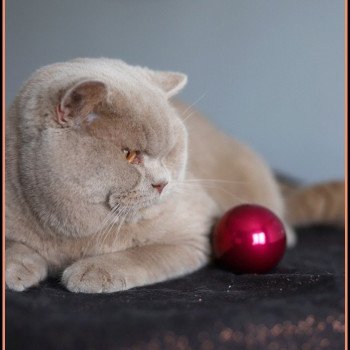 chat British Shorthair fawn Uito Chatterie CARBIN chat British Shorthair fawn Uito Chatterie CARBIN