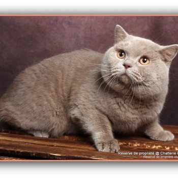 chat British Shorthair fawn Uito Chatterie CARBIN chat British Shorthair fawn Uito Chatterie CARBIN