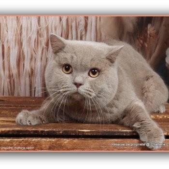 chat British Shorthair fawn Uito Chatterie CARBIN chat British Shorthair fawn Uito Chatterie CARBIN