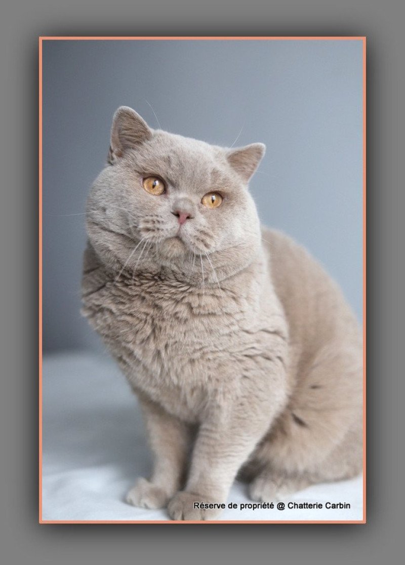 Uito CARBIN Mâle British Shorthair