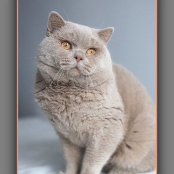 chat British Shorthair fawn Uito Chatterie Carbin