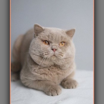 chat British Shorthair fawn Uito Chatterie Carbin