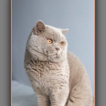 chat British Shorthair fawn Uito Chatterie Carbin