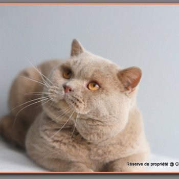 chat British Shorthair fawn Uito Chatterie Carbin