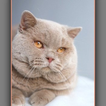 chat British Shorthair fawn Uito Chatterie Carbin