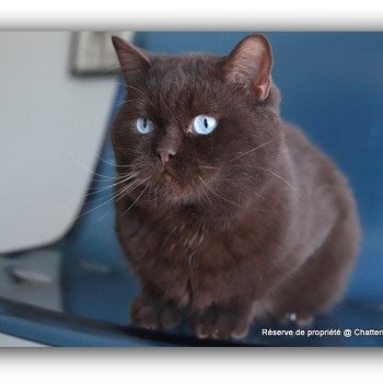 chat British Shorthair chocolate Umpasse des bonbons Chatterie Carbin