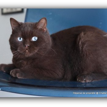chat British Shorthair chocolate Umpasse des bonbons Chatterie Carbin