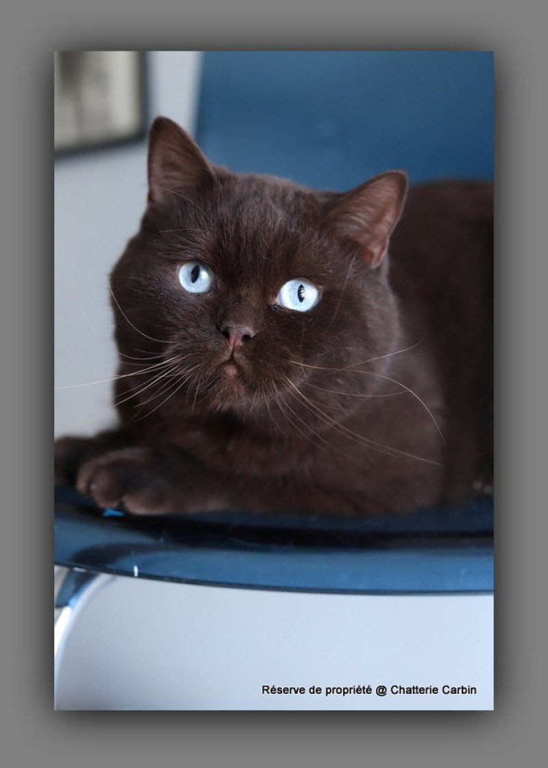 Umpasse des bonbons CARBIN Mâle British Shorthair