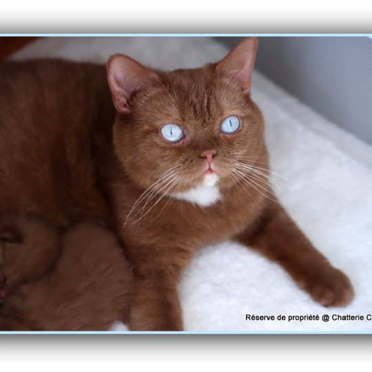 Vénus CARBIN Femelle British Shorthair