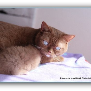 chat British Shorthair cinnamon Vénus Chatterie CARBIN chat British Shorthair cinnamon Vénus Chatterie CARBIN