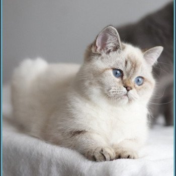 chat British Shorthair seal golden shaded point Villa Demoiselle Chatterie CARBIN