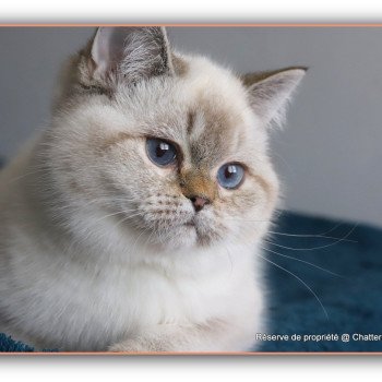 chat British Shorthair seal golden shaded point Villa Demoiselle Chatterie CARBIN