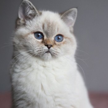 chat British Shorthair seal golden shaded point Villa Demoiselle Chatterie CARBIN