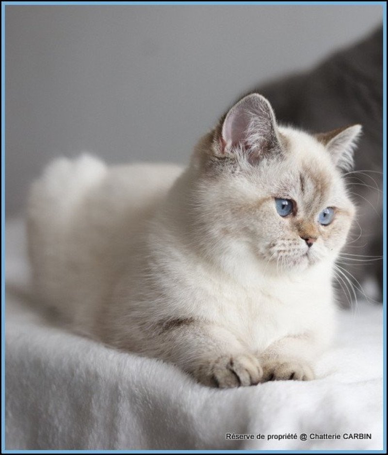 Villa Demoiselle CARBIN Femelle British Shorthair