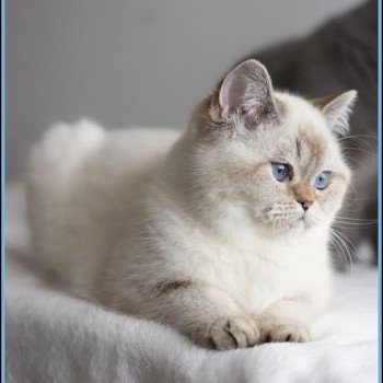 chat British Shorthair seal golden shaded point Villa Demoiselle Chatterie Carbin