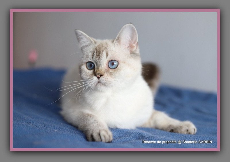 Villa Demoiselle CARBIN Femelle British Shorthair