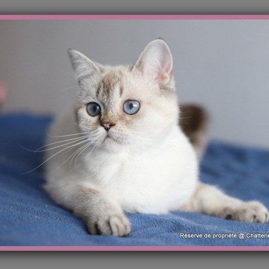 Villa Demoiselle CARBIN Femelle British Shorthair