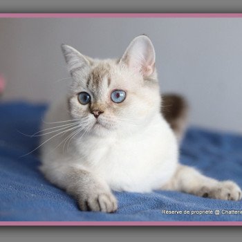 chat British Shorthair seal golden shaded point Villa Demoiselle Chatterie Carbin