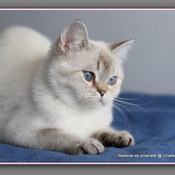 chat British Shorthair seal golden shaded point Villa Demoiselle Chatterie Carbin