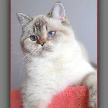 chat British Shorthair seal golden shaded point Villa Demoiselle Chatterie Carbin