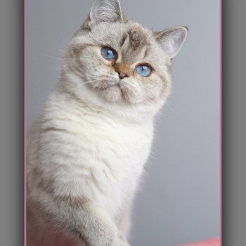 chat British Shorthair seal golden shaded point Villa Demoiselle Chatterie Carbin
