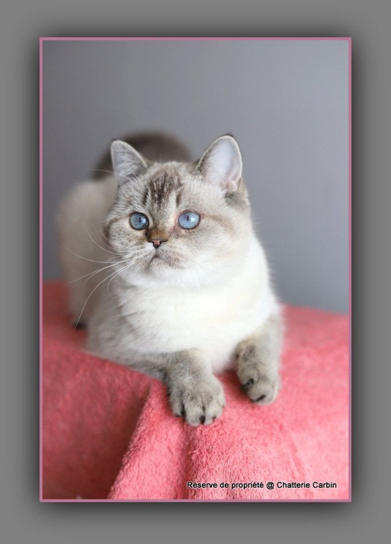 Villa Demoiselle CARBIN Femelle British Shorthair