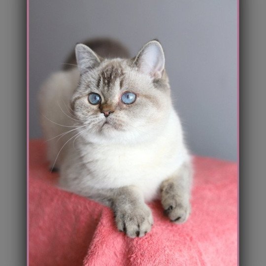 Villa Demoiselle CARBIN Femelle British Shorthair