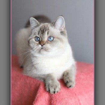 chat British Shorthair seal golden shaded point Villa Demoiselle Chatterie Carbin