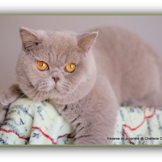 Wictor French CARBIN Mâle British Shorthair