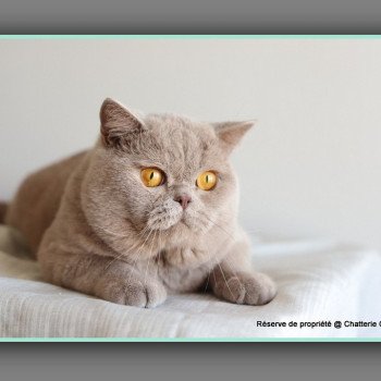 chat British Shorthair lilac Wictor French Chatterie Carbin